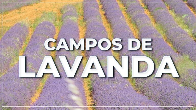 Sumérgete en la belleza de los campos de lavanda en España